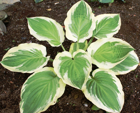 'Blazing Saddles' Hosta