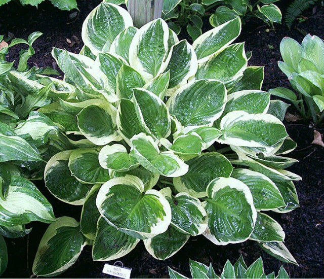 'Blazing Saddles' Hosta Courtesy of Carol Brashear