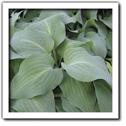 'Blue Haired Lady' Hosta Courtesy of Q&Z Nursery