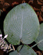 'Blue Legend' Hosta Courtesy of Q&Z Nursery