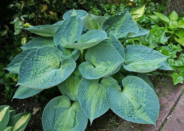 Hosta 'Blue Circle' Courtesy of Piet Warmerdam and the Hosta Library