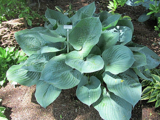 Hosta 'Blue Dolphin' Courtesy of Carol Brashear