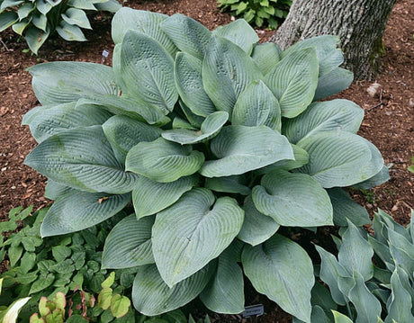 Hosta 'Blue Legend' Courtesy of Bert Malkus and the Hosta Library