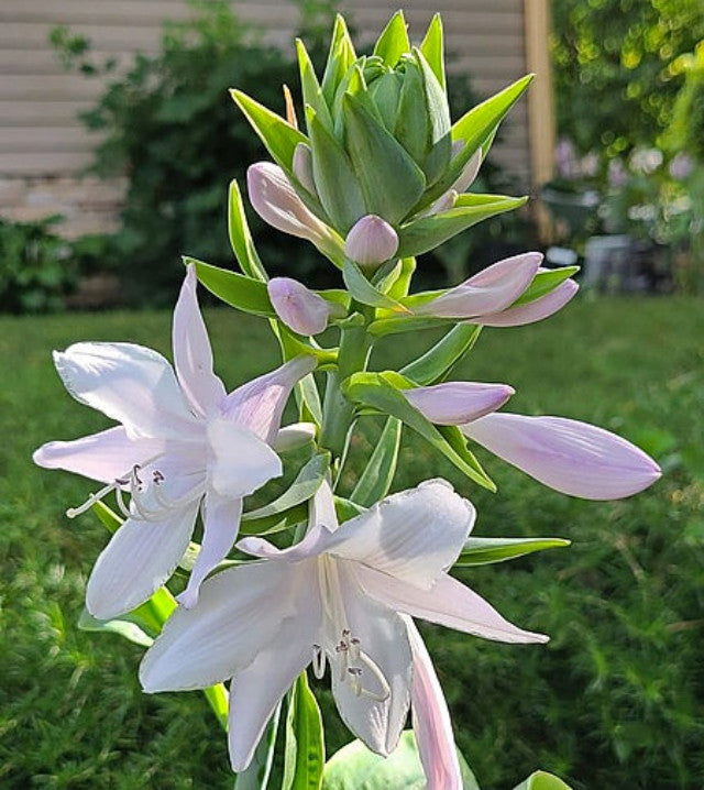 Hosta 'Blue Perfection' Flower Courtesy of Melodie McLean and the Hosta Library
