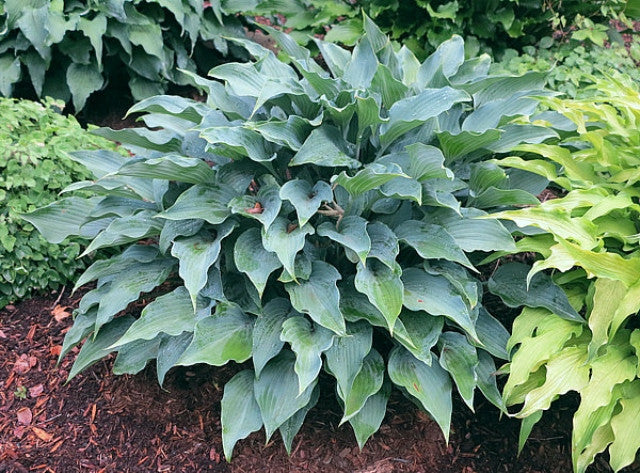 Hosta 'Blueberry Cobbler' Courtesy of Bert Malkus and the Hosta Library