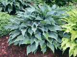 Hosta 'Blueberry Cobbler' Courtesy of Bert Malkus and the Hosta Library