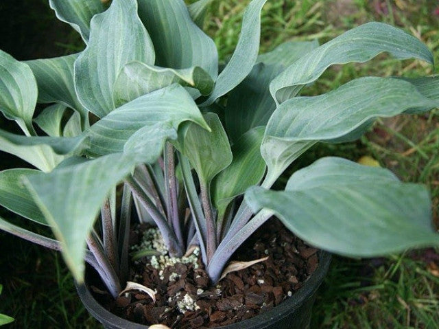 Hosta 'Blueberry Cobbler' Courtesy of Christina Brinkmann and the Hosta Library