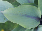 Hosta 'Blushing Blue' Courtesy of Tom Van Elst and The Hosta Library