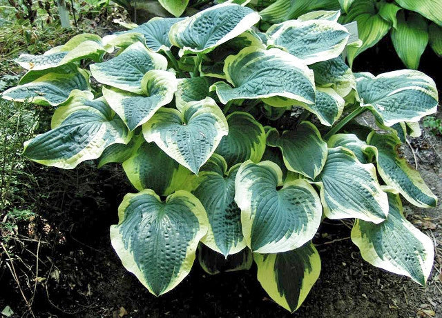 'Brass Ring' Hosta Courtesy of Walters Gardens