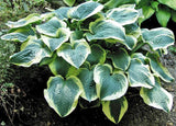 'Brass Ring' Hosta Courtesy of Walters Gardens