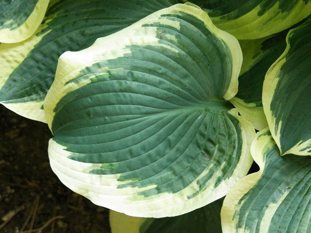 'Brass Ring' Hosta