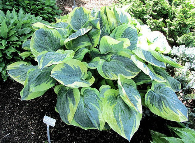 'Brass Ring' Hosta Courtesy of Carol Brashear