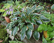 'Brentwood Blues' Hosta