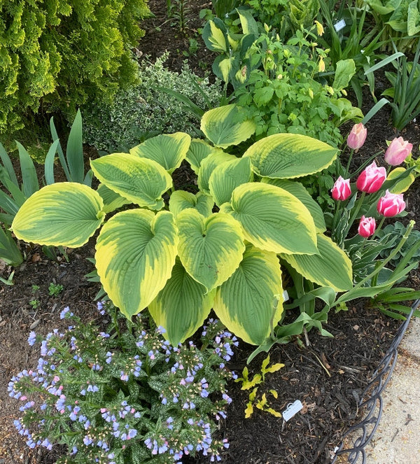 'Bridal Falls' Hosta From NH Hostas