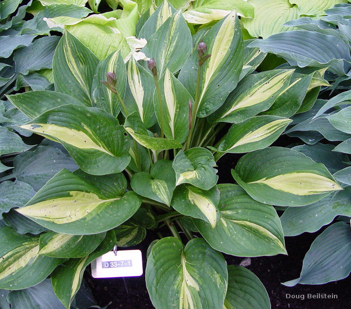 hosta tobacco road Tobacco Road Hosta Hostas-Store In midsummer pale voilet flowers bloom atop tall scapes above the foliage. Tobacco Road Hosta