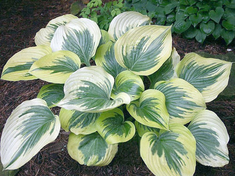 'Broadway' Hosta Courtesy of Danny Van Eechaute and the Hosta Library