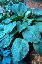 'Brutus' Hosta Courtesy of Green Hill Farm