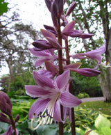 Hosta 'Bud Lite' Courtesy of Floyd Rogers