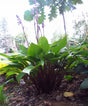 Hosta 'Bud Lite' Courtesy of Floyd Rogers