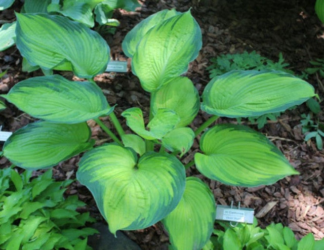 Hosta 'California Gold Rush' Courtesy of Doug Beilstein