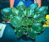 'Candy Dish' Hosta Courtesy of Green Hill Farm