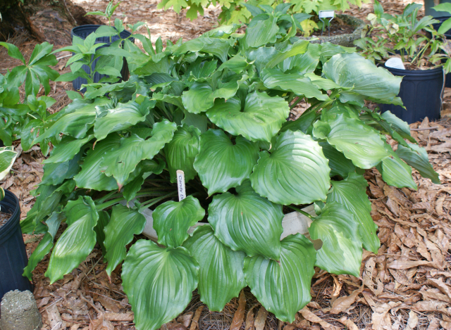 'Candy Dish' Hosta From NH Hostas