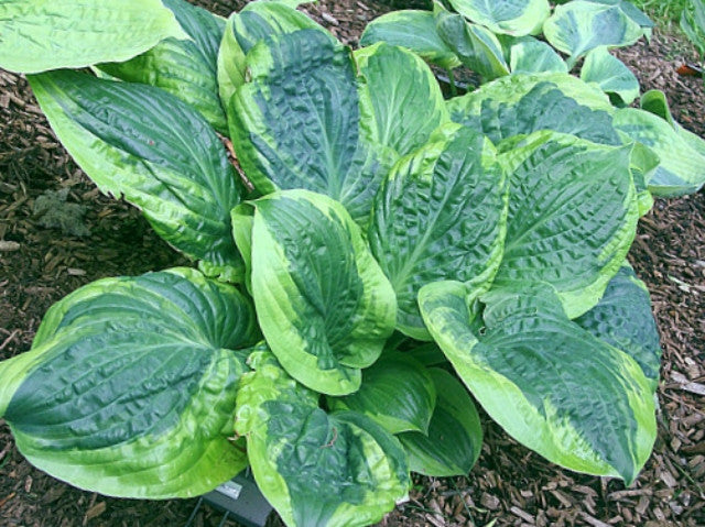 Hosta 'Capitol Hill' Courtesy of Carol Brashear