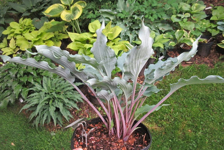 Hosta 'Captain Cam' Courtesy of Jeff Moore and the Hosta Library