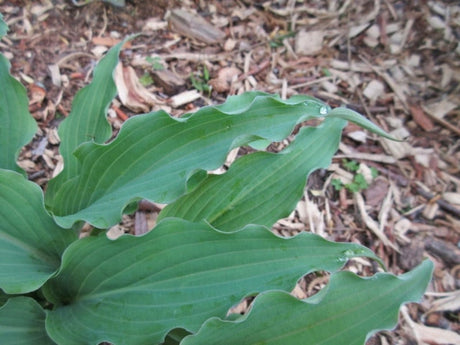 Hosta 'Captain Cam' Courtesy of Jeff Moore