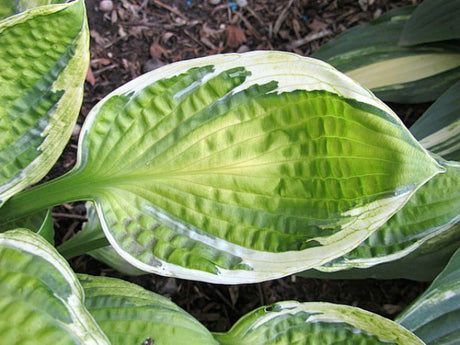 'Captain's Adventure' Hosta Courtesy of Carol Brashear