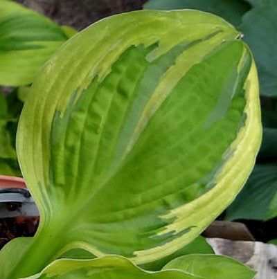 'Captain's Adventure' Hosta 