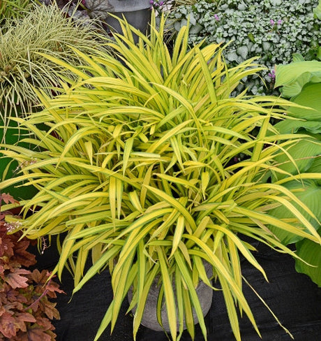 Carex 'Banana Boat' Courtesy of Walters Gardens