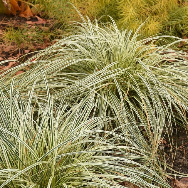 Carex FEATHER FALLS™ Courtesy of Walters Gardens