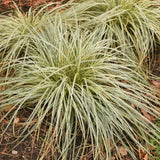 Carex FEATHER FALLS™ Courtesy of Walters Gardens