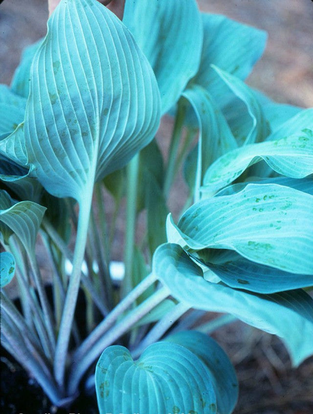 Hosta 'Carolina Blue' Courtesy of Bob Solberg
