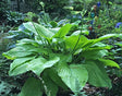 Hosta 'Carved Complexity' Courtesy of Harold McDonell and the Hosta Library