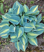 Hosta 'Catherine' Courtesy of Margarete Kuehn and the Hosta Library