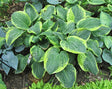 Hosta 'Celebrity' Courtesy of Carol Brashear