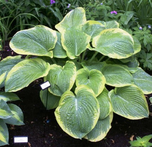 'Celestial' Hosta 