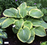'Celestial' Hosta 