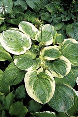 'Celestial' Hosta Courtesy of Q & Z Nursery