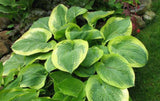 'Celestial' Hosta Courtesy of Kathie Sisson