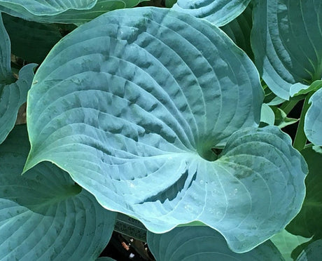 Hosta 'Celestial Sea Glass' Courtesy of Harold McDonell and the Hosta Library