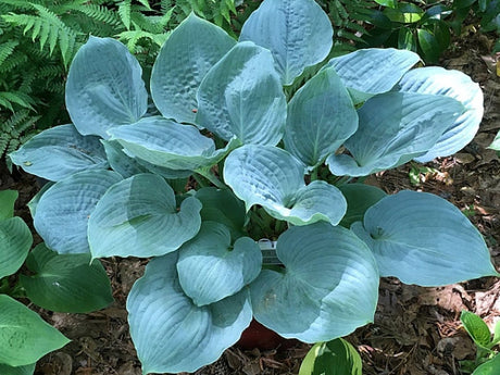 Hosta 'Celestial Sea Glass' Courtesy of Harold McDonell and the Hosta Library