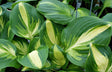 'Center of Attention' Hosta From NH Hostas