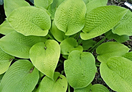 Hosta 'Centerfold' Courtesy of Gayle Hartley Alley