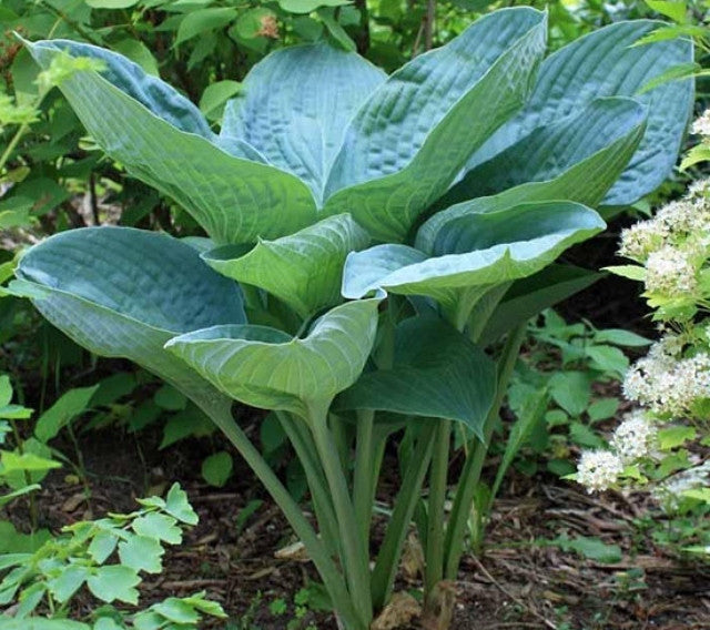 Hosta 'Cerulean Lagoon' Courtesy of Viktoria Serafin and the Hosta Library