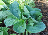 Hosta 'Cerulean Lagoon' Courtesy of Viktoria Serafin and the Hosta Library