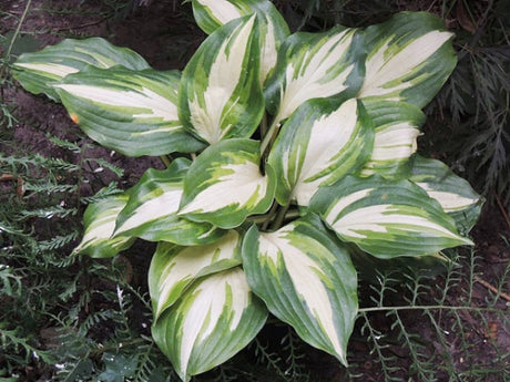 Hosta 'Champagne For All' Courtesy of Danny Van Eechaute and the Hosta Library