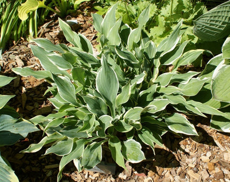 'Chantilly Lace' Hosta From NH Hostas